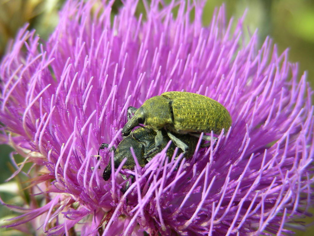 Larinus cynarae